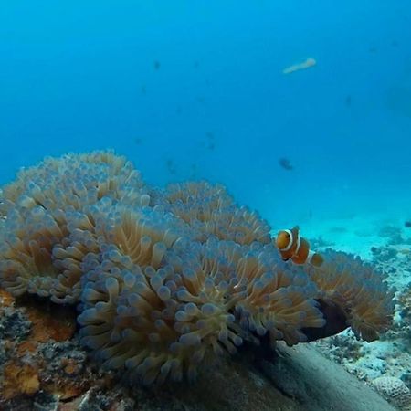 Delima Redang Resort Dış mekan fotoğraf