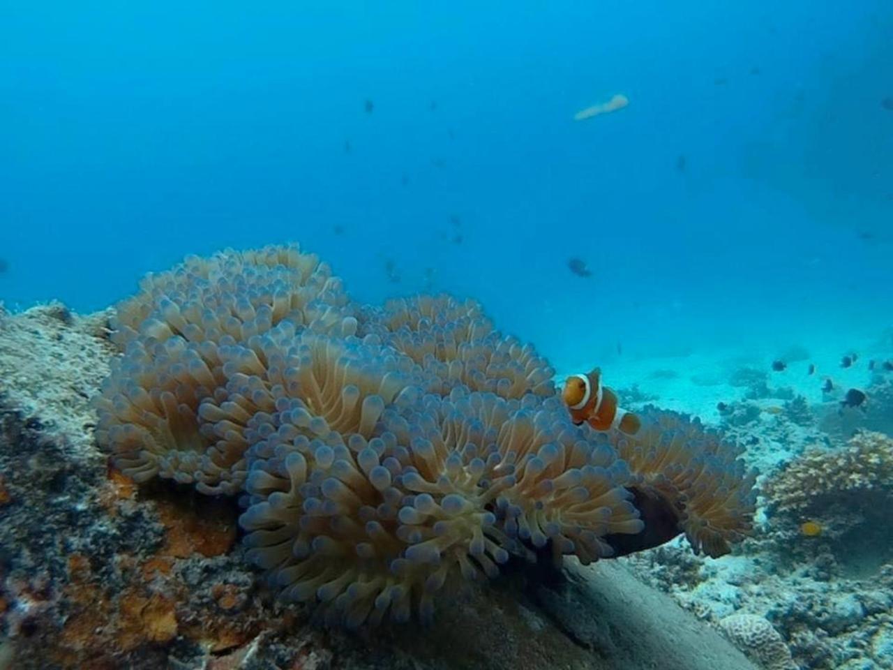 Delima Redang Resort Dış mekan fotoğraf